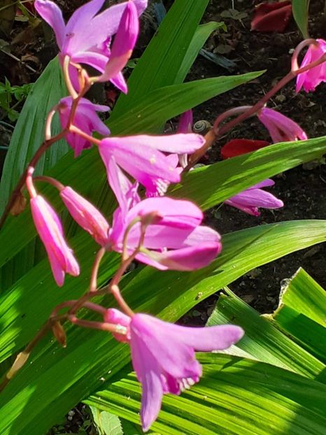  - 0 Orhidee de gradina