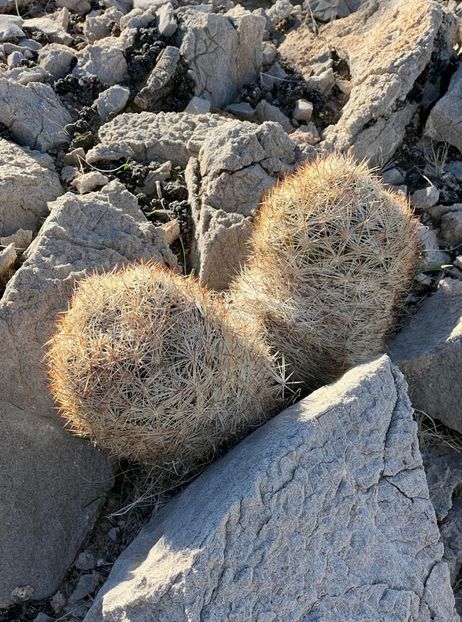  - Escobaria Chlorantha