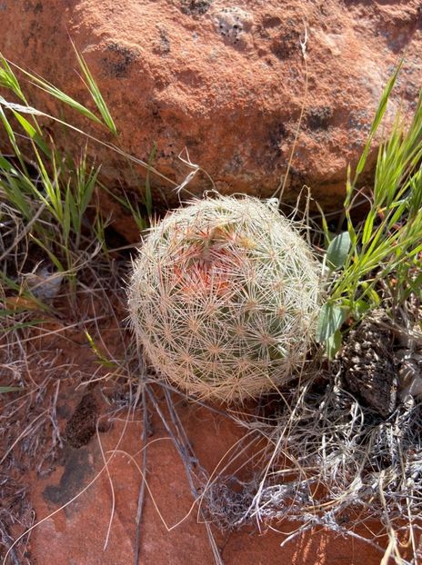  - Escobaria Chlorantha