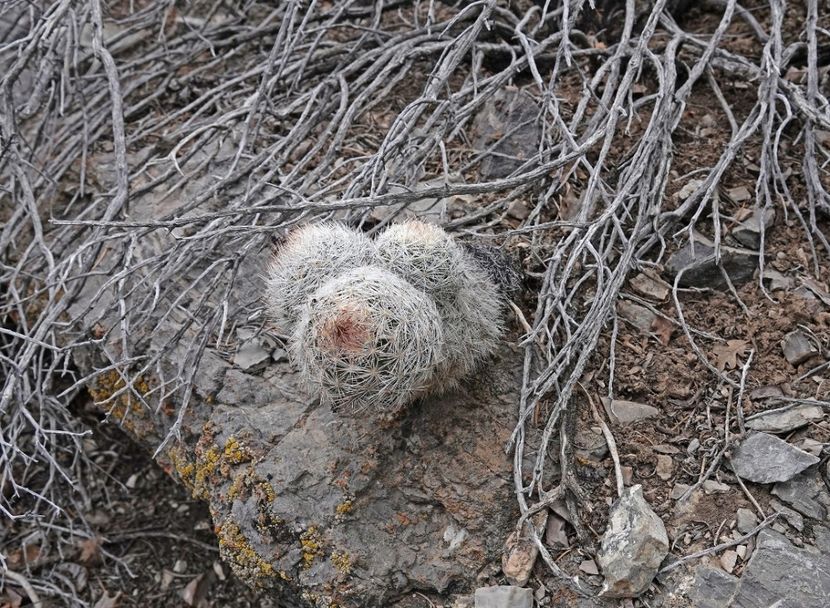  - Escobaria Chlorantha