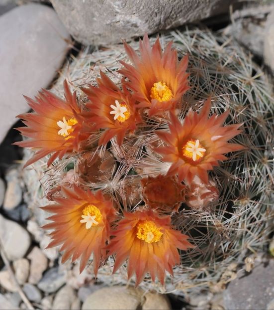  - Escobaria Chlorantha