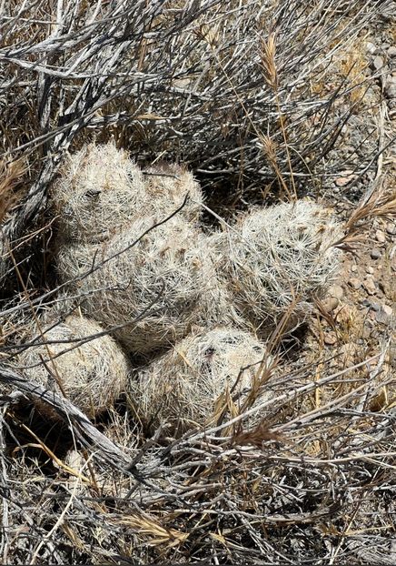  - Escobaria Chlorantha