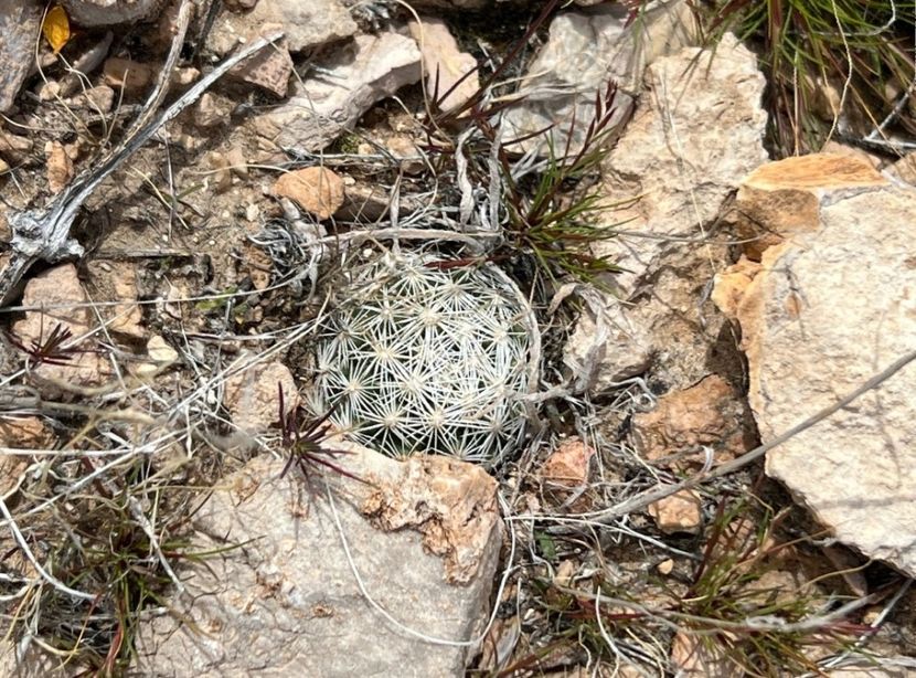  - Escobaria Chlorantha