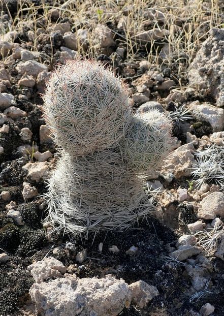  - Escobaria Chlorantha