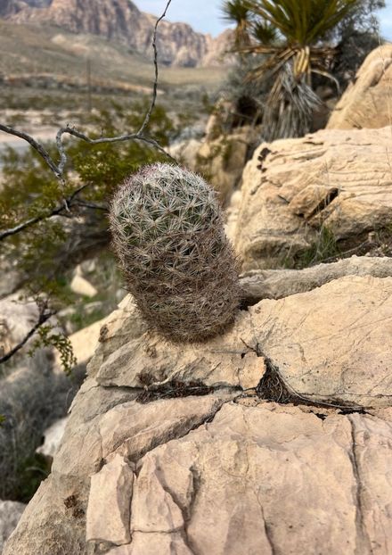  - Escobaria Chlorantha