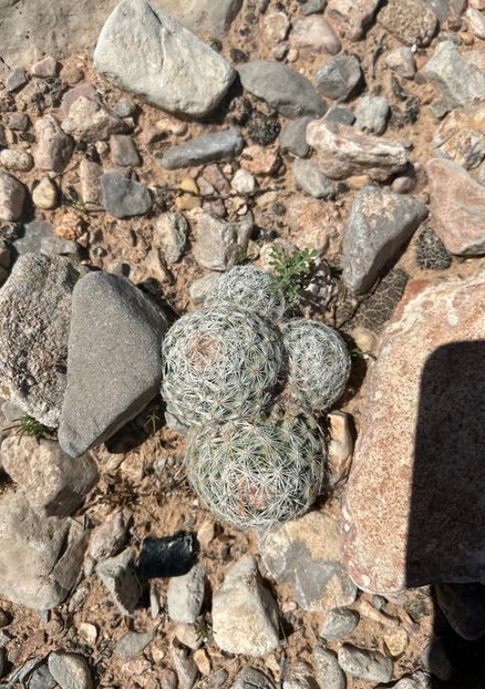  - Escobaria Chlorantha