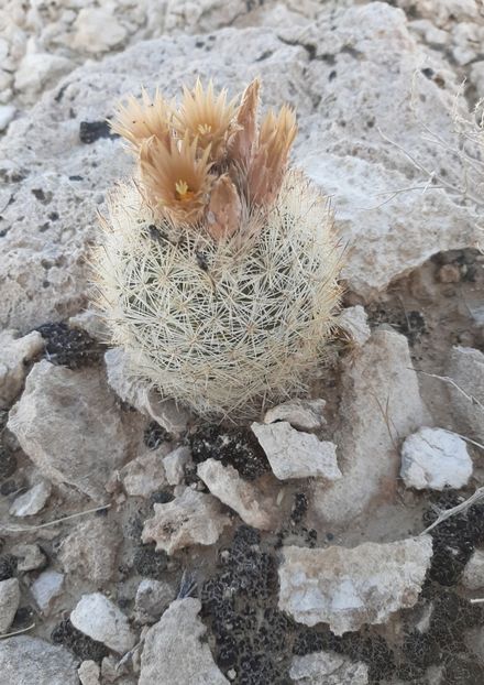  - Escobaria Chlorantha