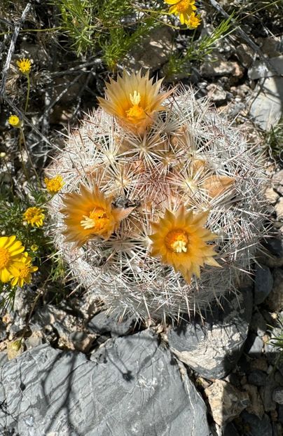  - Escobaria Chlorantha