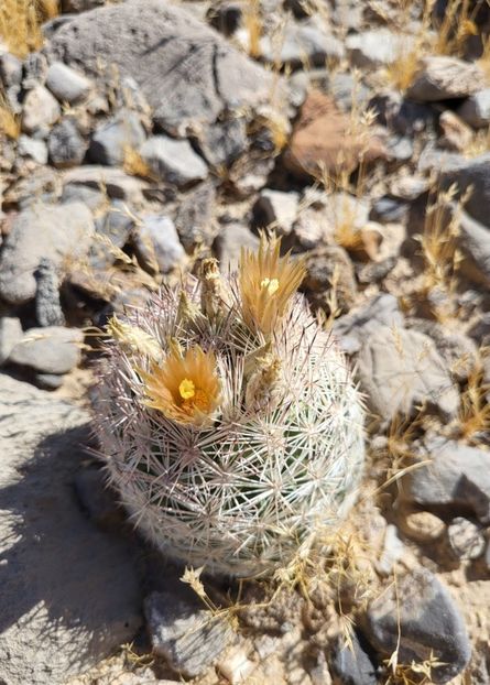  - Escobaria Chlorantha