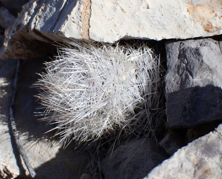  - Escobaria Chlorantha