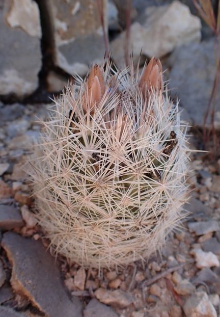  - Escobaria Chlorantha