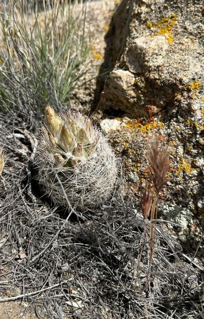  - Escobaria Chlorantha