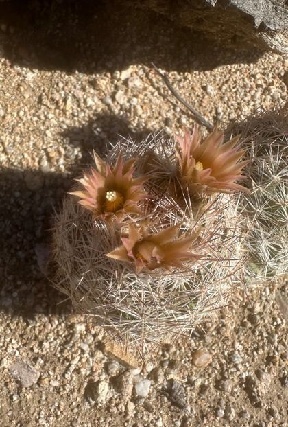  - Escobaria Chlorantha