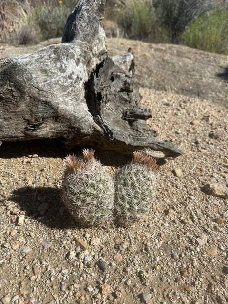  - Escobaria Chlorantha