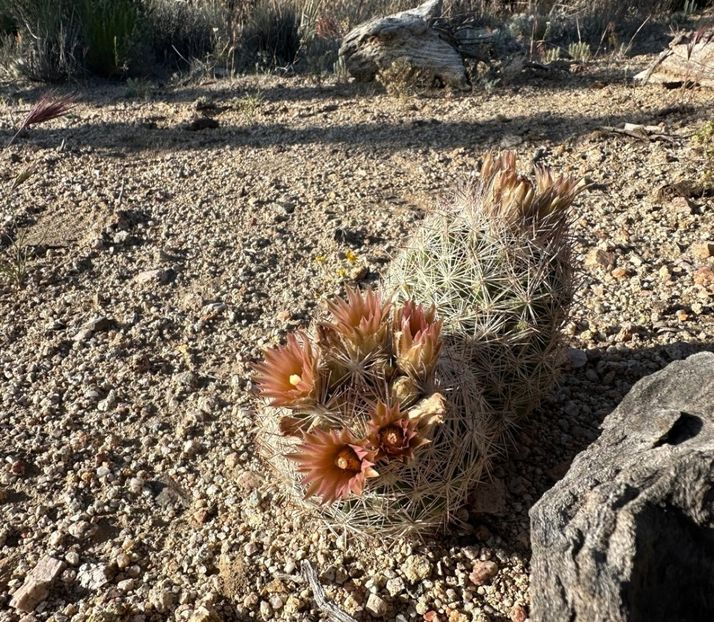  - Escobaria Chlorantha