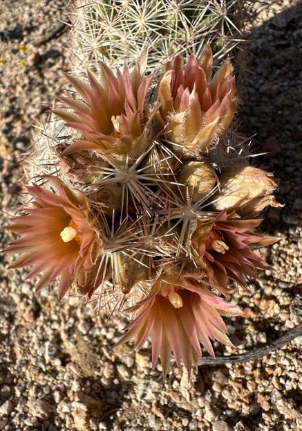  - Escobaria Chlorantha