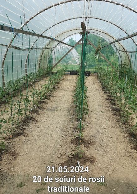 Lugoj plants - Solar Lugoj plants