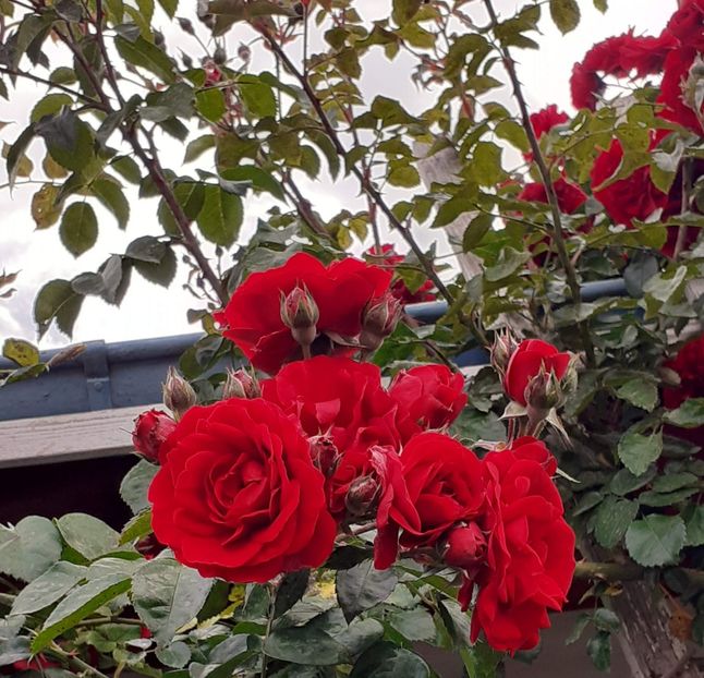  - 01 TRANDAFIRI 2024