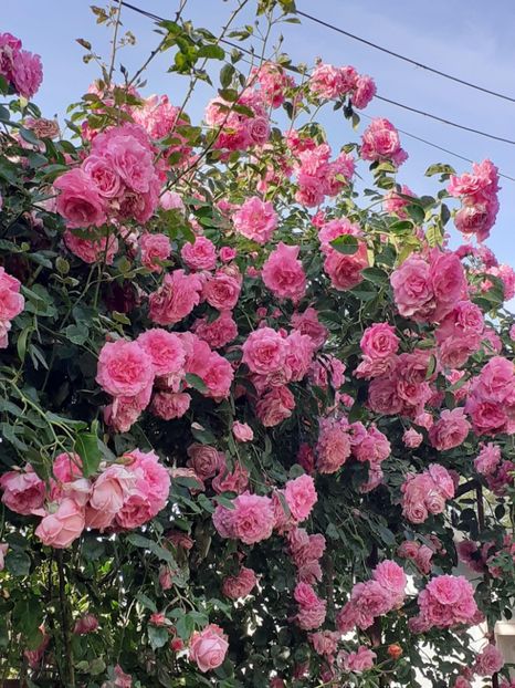  - 01 TRANDAFIRI 2024