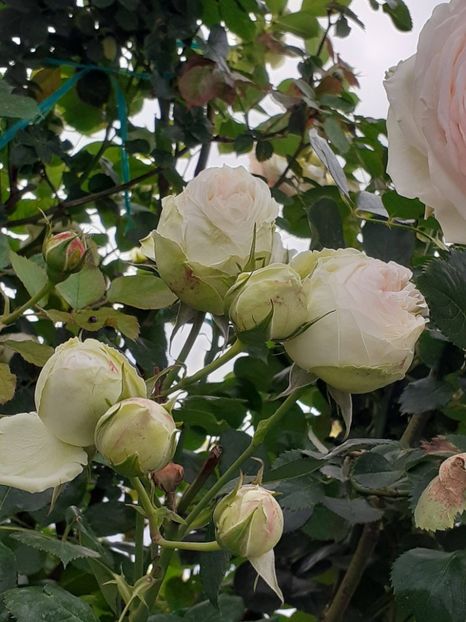  - 01 TRANDAFIRI 2024