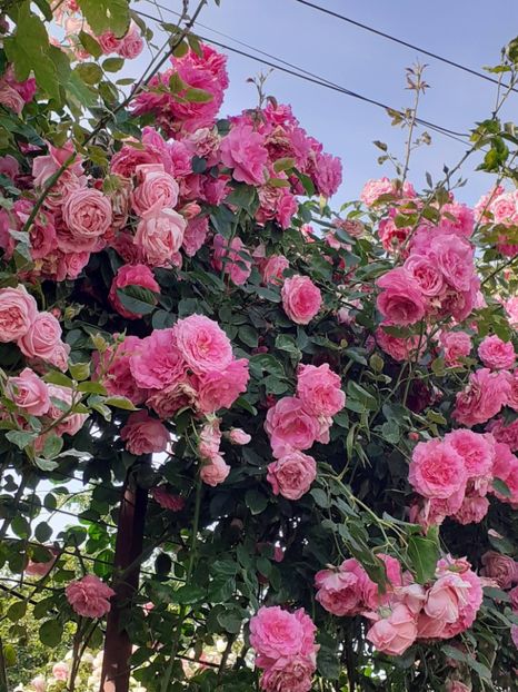  - 01 TRANDAFIRI 2024