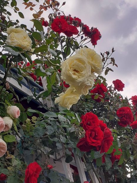  - 01 TRANDAFIRI 2024