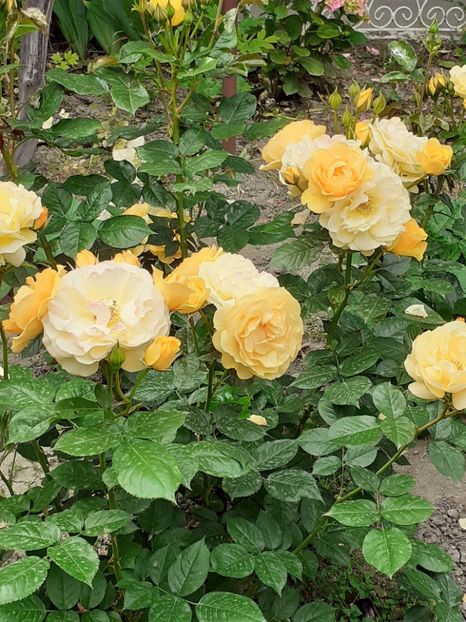  - 01 TRANDAFIRI 2024