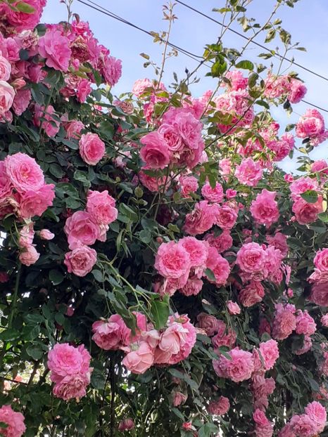  - 01 TRANDAFIRI 2024