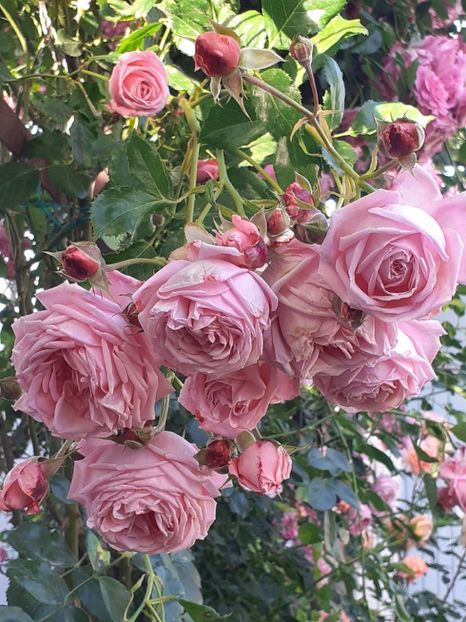  - 01 TRANDAFIRI 2024