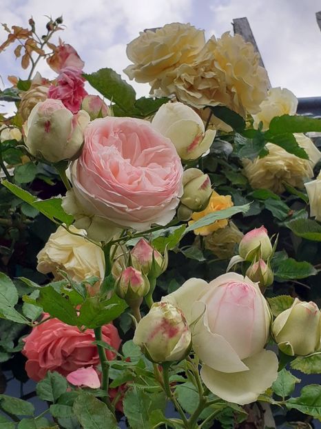  - 01 TRANDAFIRI 2024