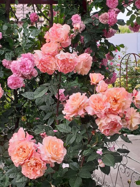  - 01 TRANDAFIRI 2024