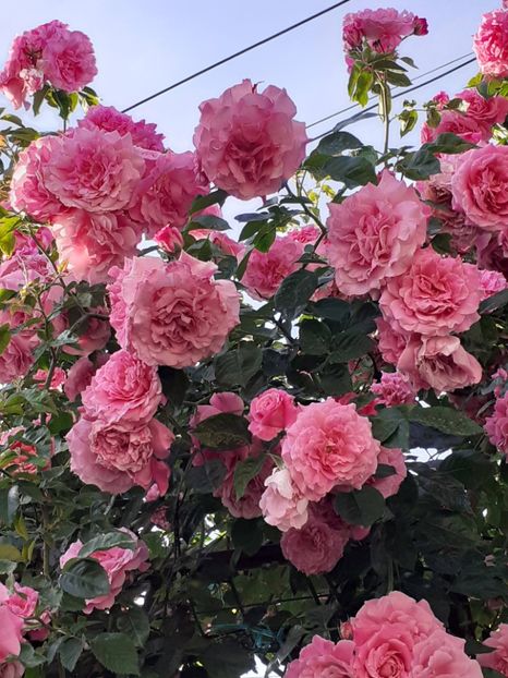  - 01 TRANDAFIRI 2024