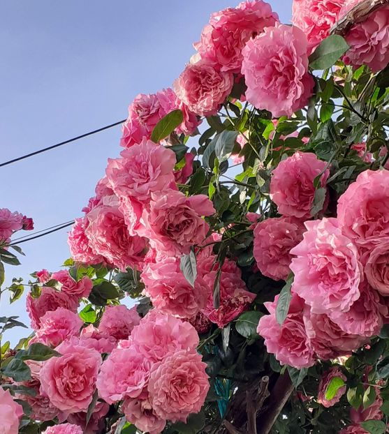  - 01 TRANDAFIRI 2024