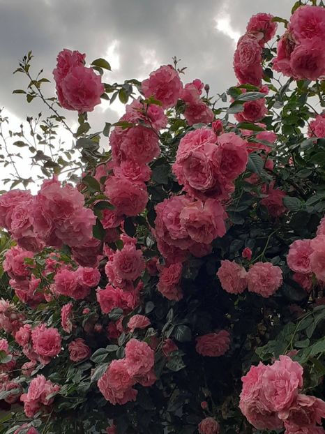  - 01 TRANDAFIRI 2024