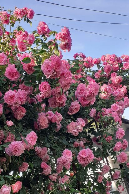  - 01 TRANDAFIRI 2024