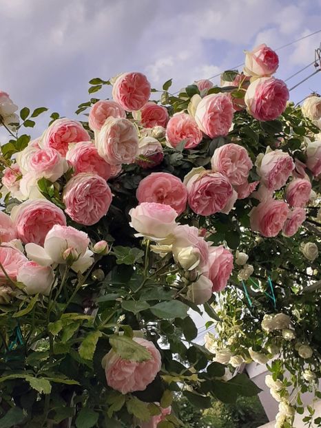  - 01 TRANDAFIRI 2024