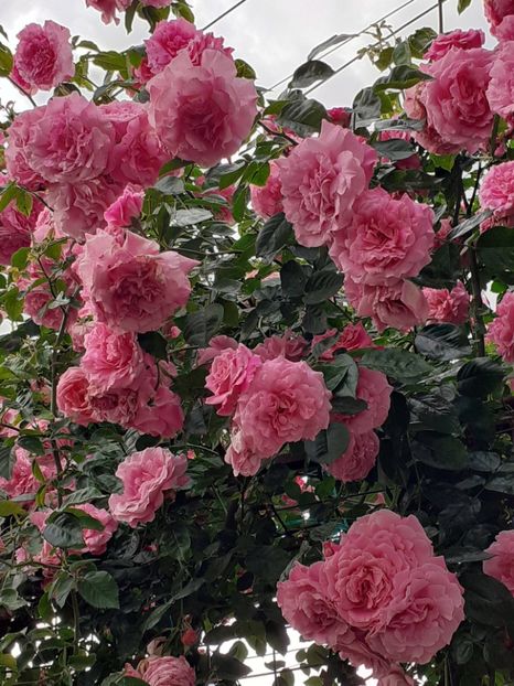  - 01 TRANDAFIRI 2024