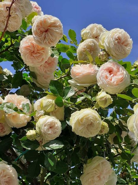 received_1123240605598394 - Palais Royale 2022 - 2023-2024