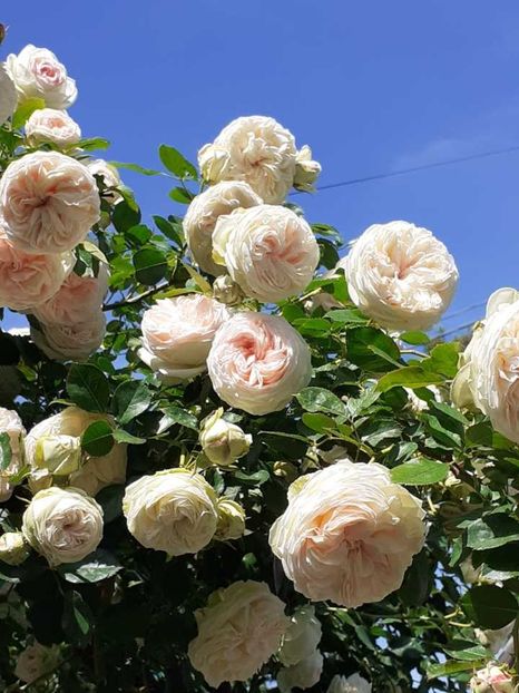 received_481864957524458 - Palais Royale 2022 - 2023-2024