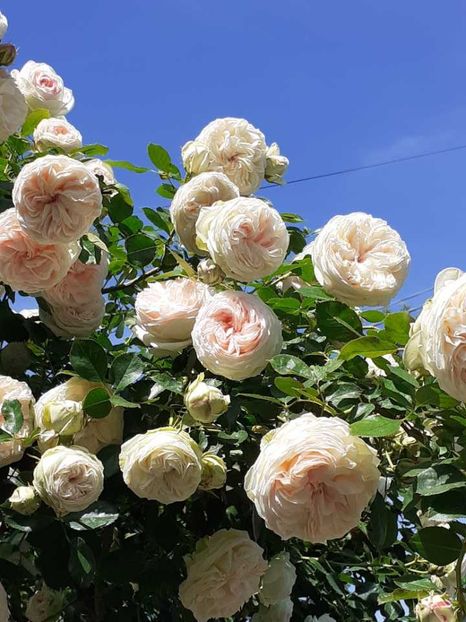 received_363146429674869 - Palais Royale 2022 - 2023-2024