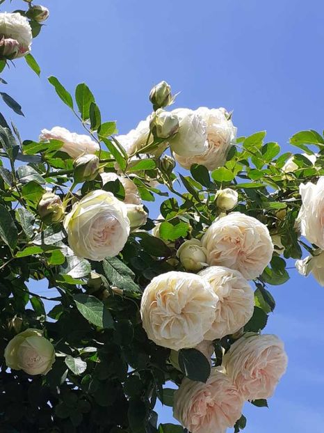 received_437834162338035 - Palais Royale 2022 - 2023-2024