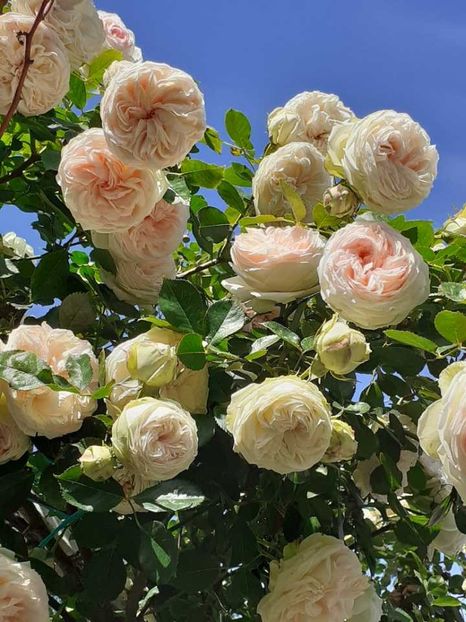 received_461328216339533 - Palais Royale 2022 - 2023-2024