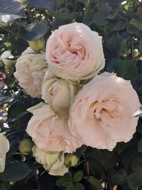  - Palais Royale 2022 - 2023-2024