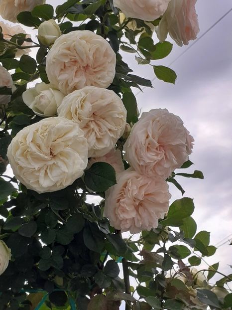  - Palais Royale 2022 - 2023-2024