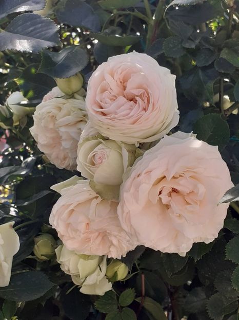  - Palais Royale 2022 - 2023-2024