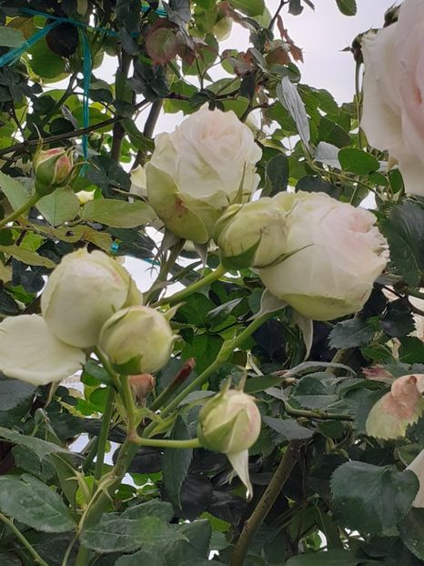  - Palais Royale 2022 - 2023-2024