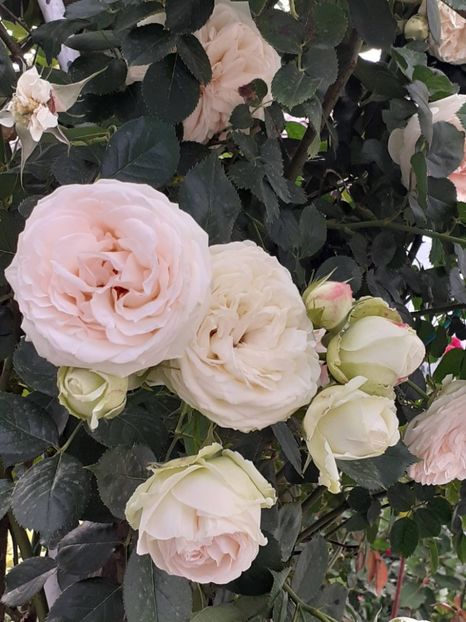  - Palais Royale 2022 - 2023-2024