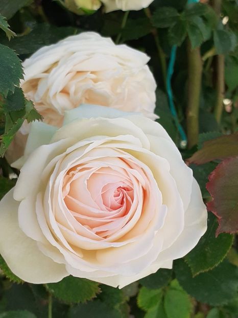  - Palais Royale 2022 - 2023-2024