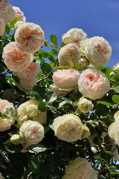  - Palais Royale 2022 - 2023-2024