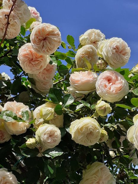  - Palais Royale 2022 - 2023-2024